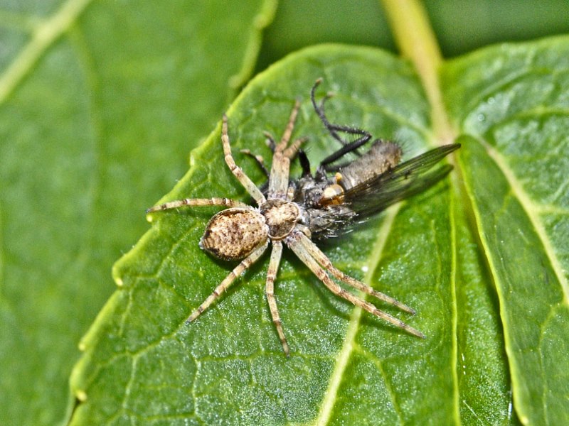 Giovane Philodromus sp. con preda (Muscidae) - V.Venis (AO)